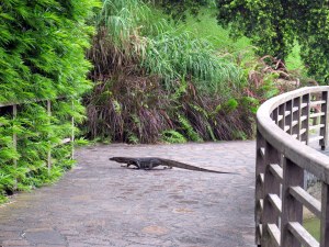 monitor lizard