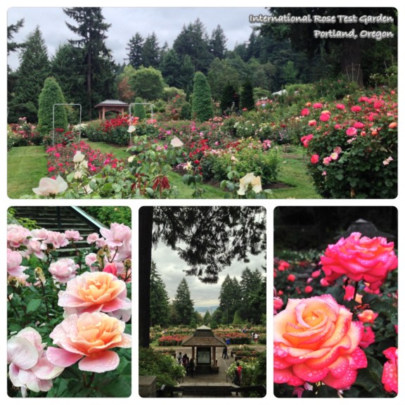 portland-rose garden